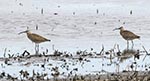 Hudsonian Whimbrel 2 - Numenius hudsonica