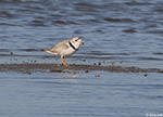 Piping Plover 11 - Charadrius melodus