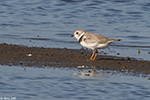 Piping Plover 12 - Charadrius melodus