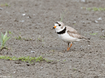 Piping Plover 1 - Charadrius melodus