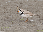 Piping Plover 2 - Charadrius melodus