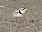 Piping Plover 5 - Charadrius melodus