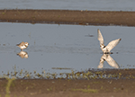 Piping Plover 7 - Charadrius melodus