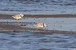 Piping Plover 9 - Charadrius melodus
