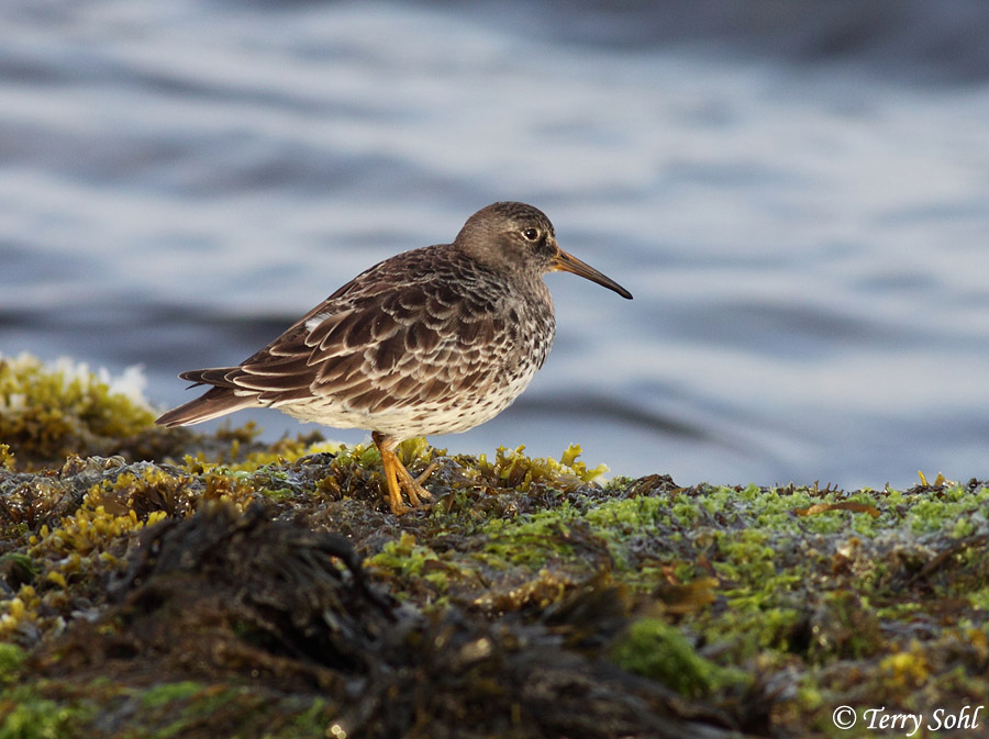 Purple Sandpiper - Calidris maritima