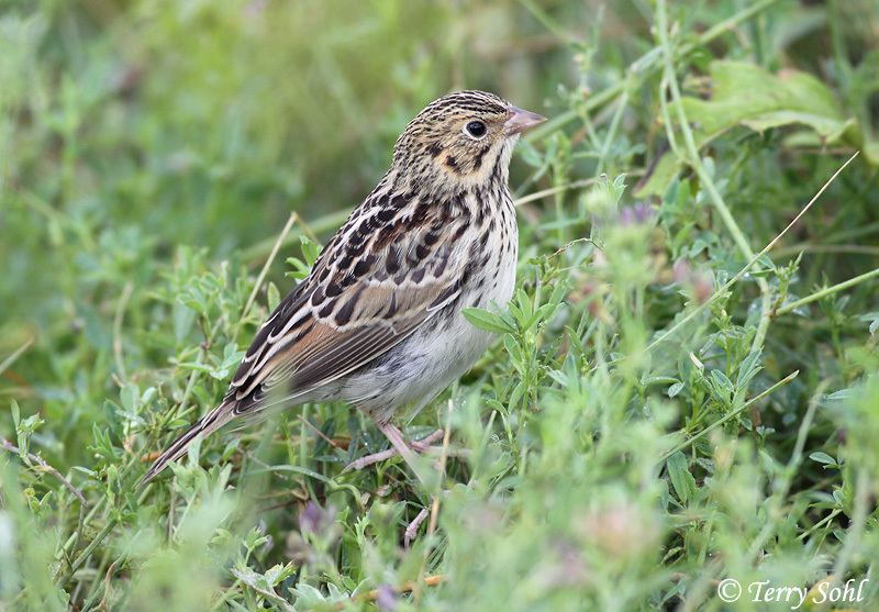 Baird's Sparrow - Ammodramus bairdii