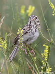 Baird's Sparrow - Centronyx bairdii