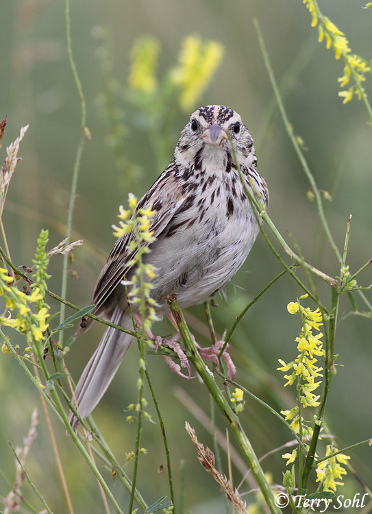 Baird's Sparrow - Ammodramus bairdii