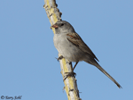 Black-chinned Sparrow - Spizella atrogularis