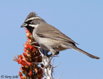 Black-throated Sparrow 11 - Amphispiza bilineata