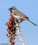 Black-throated Sparrow 12 - Amphispiza bilineata