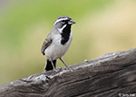 Black-throated Sparrow 13 - Amphispiza bilineata