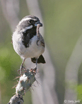 Black-throated Sparrow 3 - Amphispiza bilineata