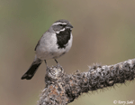 Black-throated Sparrow 4 - Amphispiza bilineata