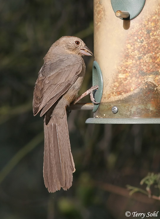 Canyon Towhee - Melozone fuscus