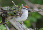 Chipping Sparrow 10 -  Spizella passerina