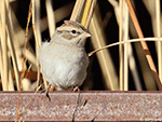 Chipping Sparrow 13 -  Spizella passerina