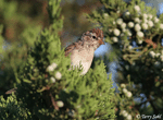 Chipping Sparrow 7 -  Spizella passerina