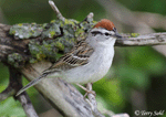 Chipping Sparrow 9 -  Spizella passerina