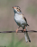 Clay-colored Sparrow 8 - Spizella pallida