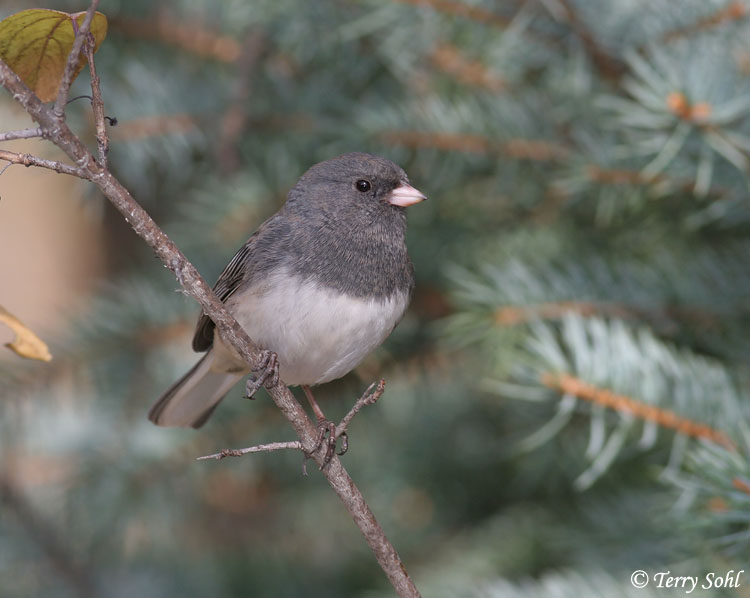 Dark-eyed Junco - Junco hyemalis