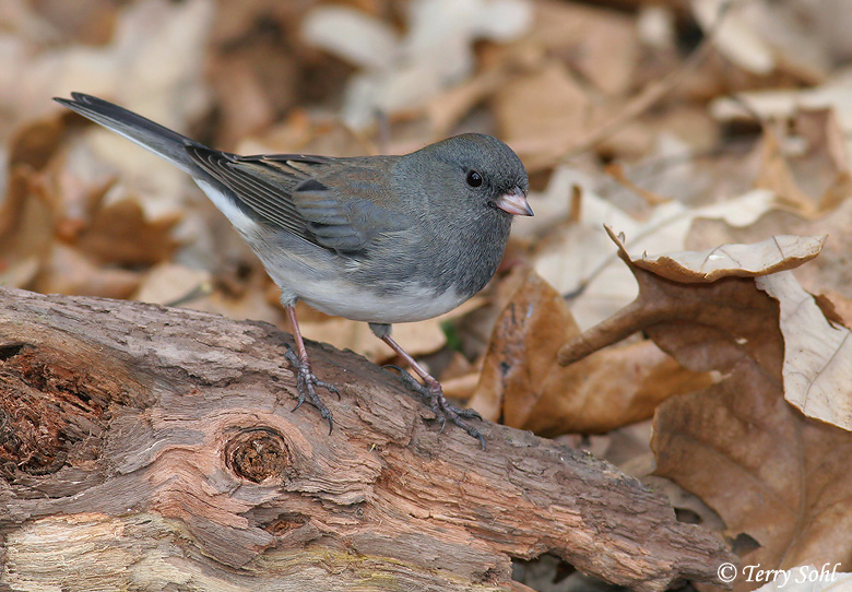 Dark-eyed Junco - Junco hyemalis