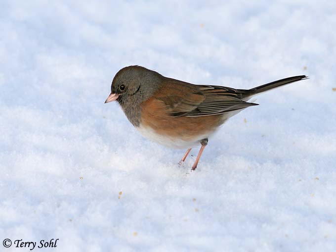 Dark-eyed Junco - Junco hyemalis