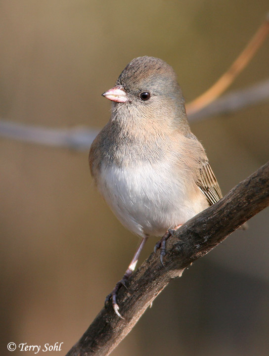 Dark-eyed Junco - Junco hyemalis