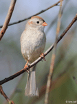 Field Sparrow 16 - Spizella pusilla