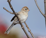 Field Sparrow 3 - Spizella pusilla