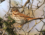 Fox Sparrow 17 -  Passerella iliaca