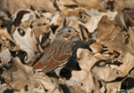 Fox Sparrow - Passerella iliaca