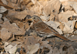 Fox Sparrow 4 - Passerella iliaca
