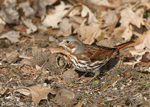 Fox Sparrow 9 -  Passerella iliaca