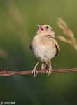 Grasshopper Sparrow 10 - Ammodramus savannarum