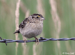 Grasshopper Sparrow 12 - Ammodramus savannarum