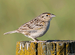 Grasshopper Sparrow 15 - Ammodramus savannarum