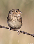 Grasshopper Sparrow 20 - Ammodramus savannarum
