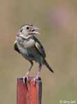 Grasshopper Sparrow 2 - Ammodramus savannarum
