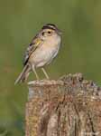 Grasshopper Sparrow 3 - Ammodramus savannarum