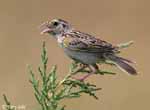 Grasshopper Sparrow 4 - Ammodramus savannarum