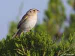 Grasshopper Sparrow 9 - Ammodramus savannarum
