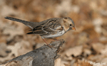 Harris's Sparrow 12 - Zonotrichia querula