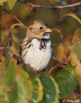 Harris's Sparrow 13 - Zonotrichia querula