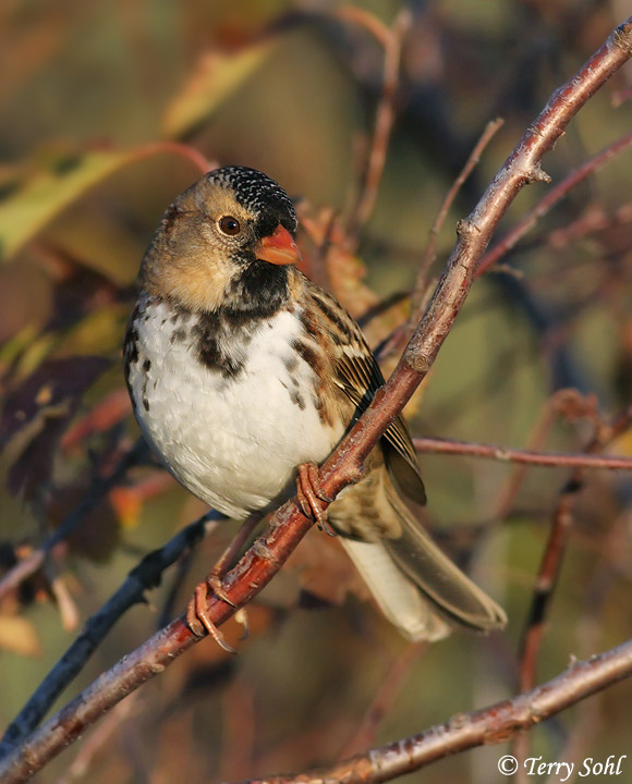 Harris's Sparrow - Zonotrichia querula