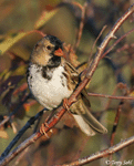 Harris's Sparrow 15 - Zonotrichia querula