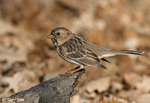 Harris's Sparrow 16 - Zonotrichia querula
