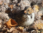 Harris's Sparrow 18 - Zonotrichia querula