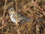 Harris's Sparrow 26 - Zonotrichia querula