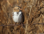 Harris's Sparrow 28 - Zonotrichia querula